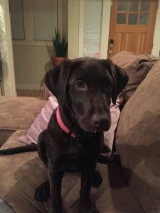 DaisyRivernHitchpup scaled