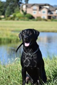 Duke 1