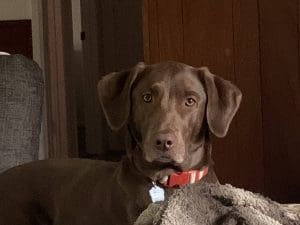 EmmaGagePuppy scaled