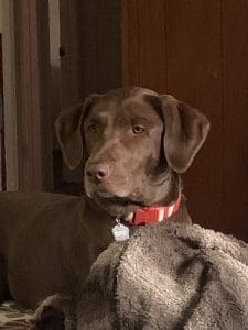 EmmaGagePuppy2 scaled