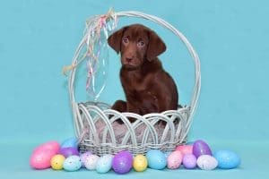 Faith and Hitch Easter pup 2 scaled