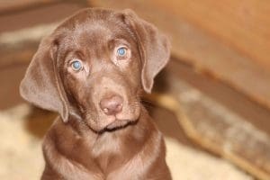 Faithhitchpup 1 scaled
