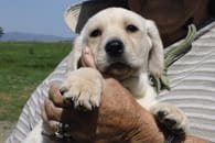 Gunner pup angel