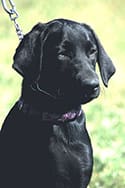 HammerBkpup sm