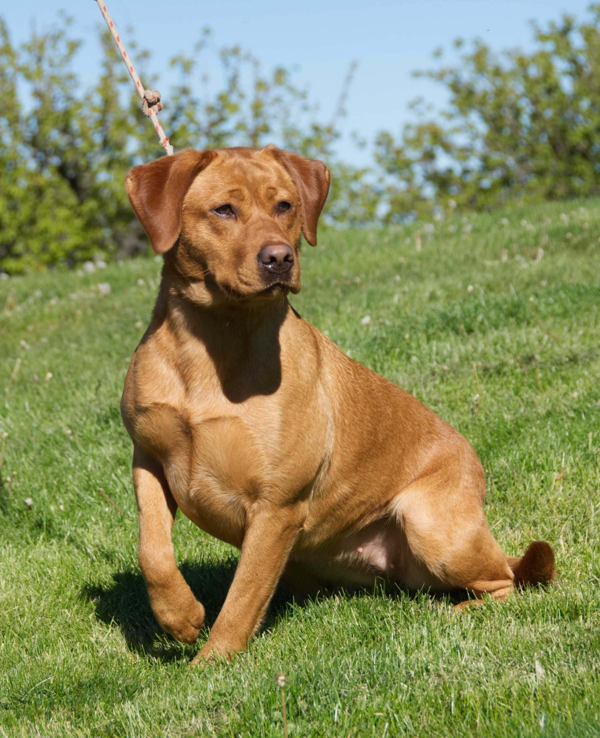 LadyLucy18months scaled