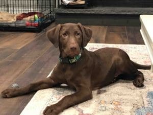 Riverhitchpup scaled