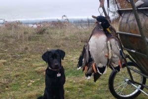 Sadie5 scaled