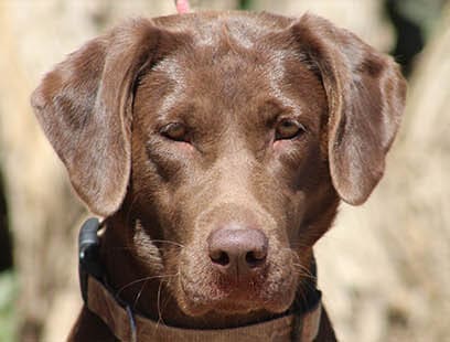 lady GraceGirl new 1