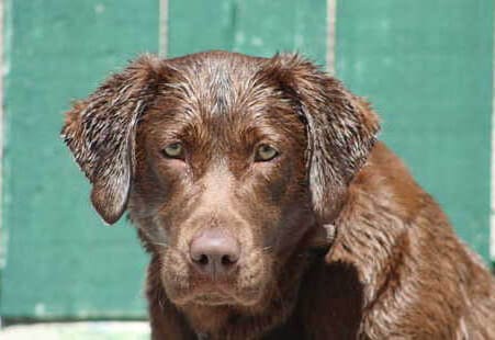 lady GraceGirl new 2