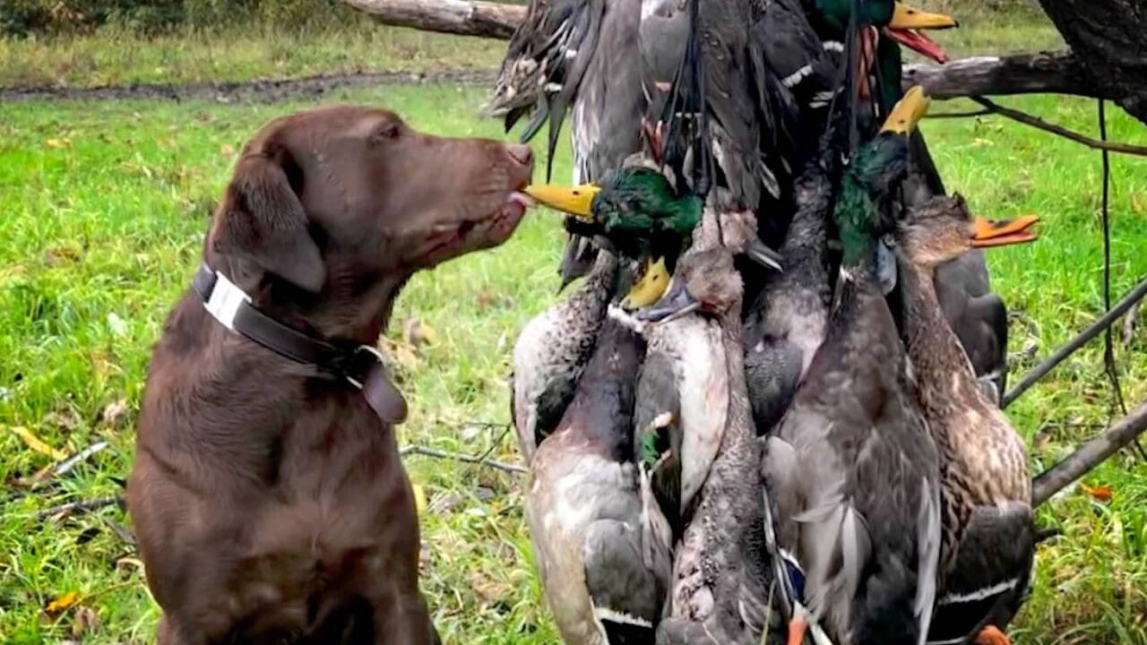 Started Labrador Gun Dogs For Sale! Trained Hunting Labs