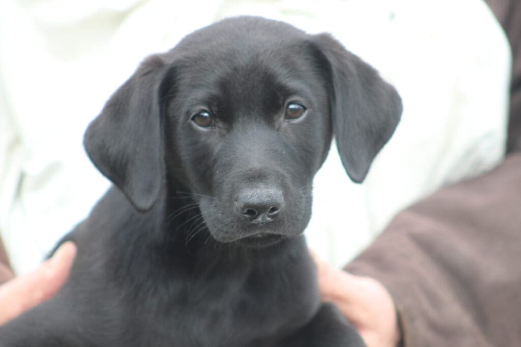 11 weeks of age male 'Moses' Dreamer and JJ pup DOB 7/7/2026