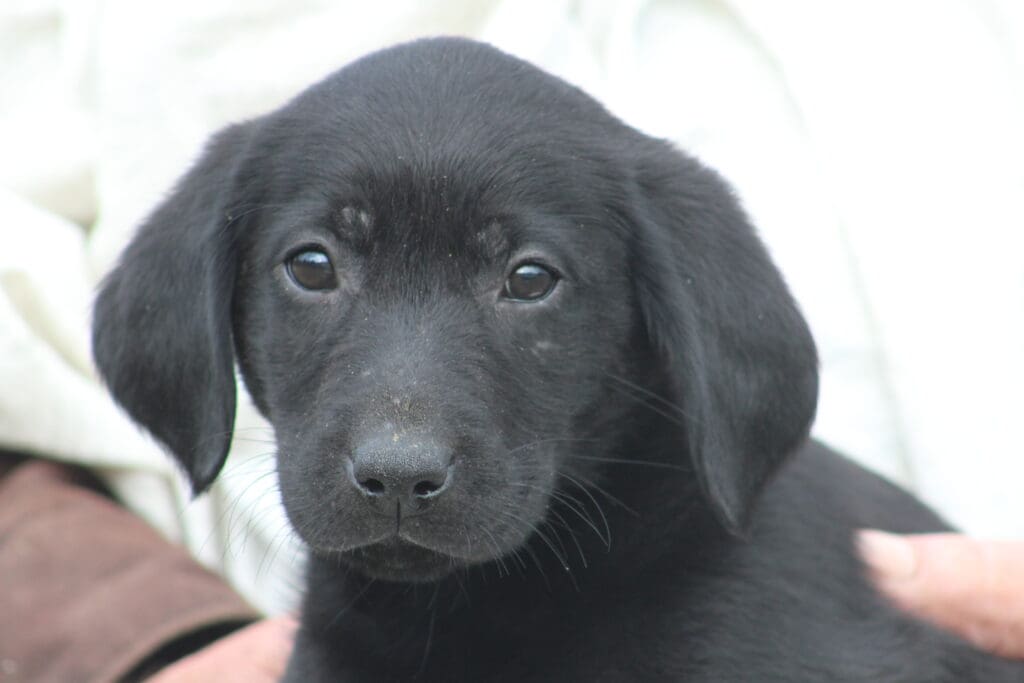 Bree litter 'Stevie' DOB 7/16/2026